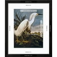 thumbnail image 3 of Audubon: Egret, Animals Framed Art Print Wall Art by John James Audubon Sold by Art.Com, 3 of 6