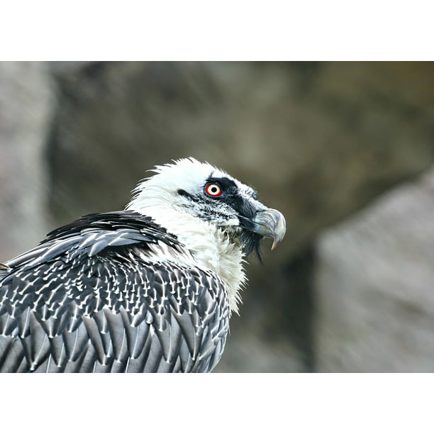 Laminated Poster Eagle Beak Red Eye Vulture Bird Predator Poster Print 11 X 17 Walmart Com Walmart Com,Whats An Infant Fever