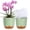 Green, variant on QCQHDU 7 Inch Orchid Pots with Holes, 2 Pack Self Watering Orchid pot Match Plastic Decorative Orchid Planter,Double Layer Plastic Orchid Pot Promoting Air Circulation and Drainage