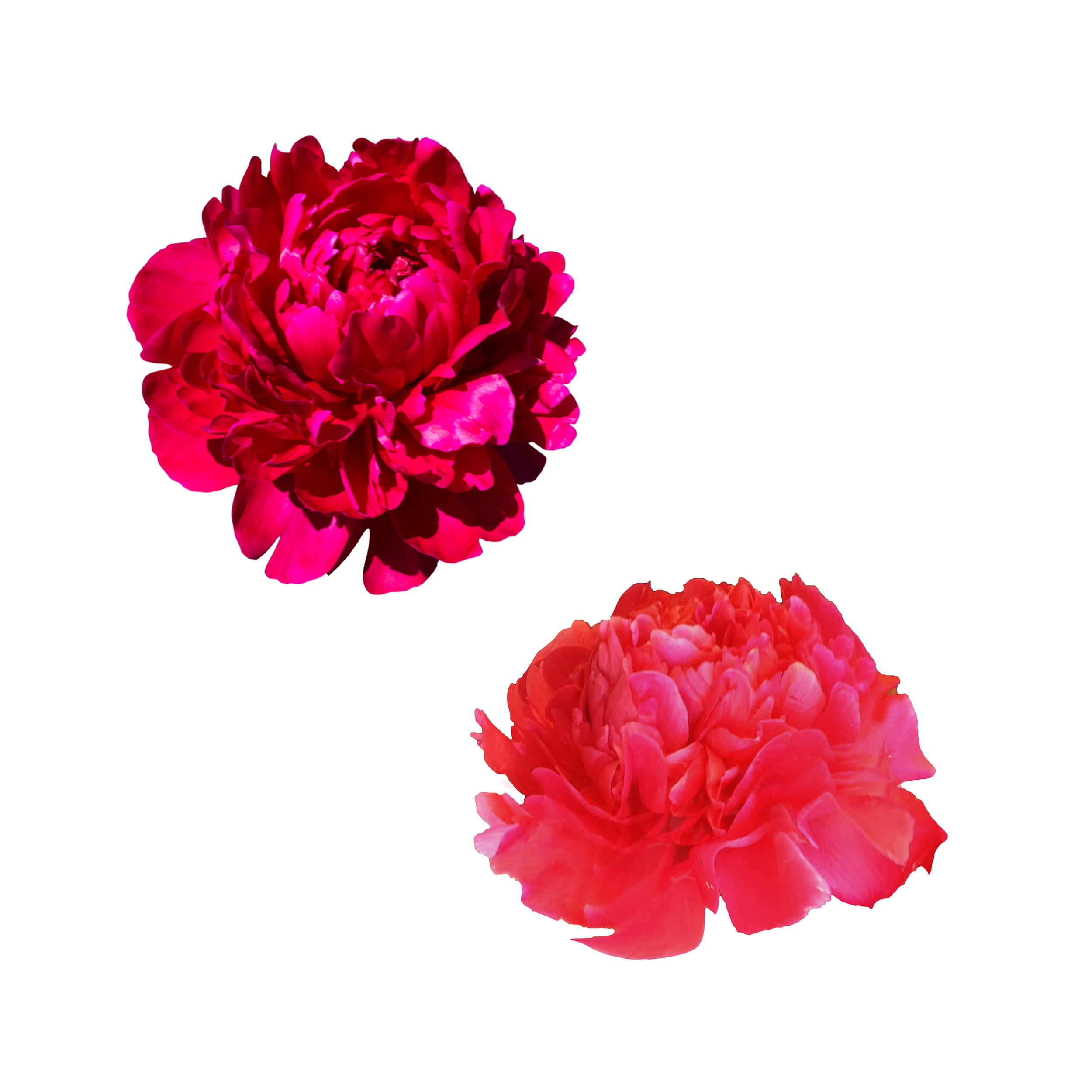 Hot Pink Wedding Peonies Fresh Cut 20 Stems