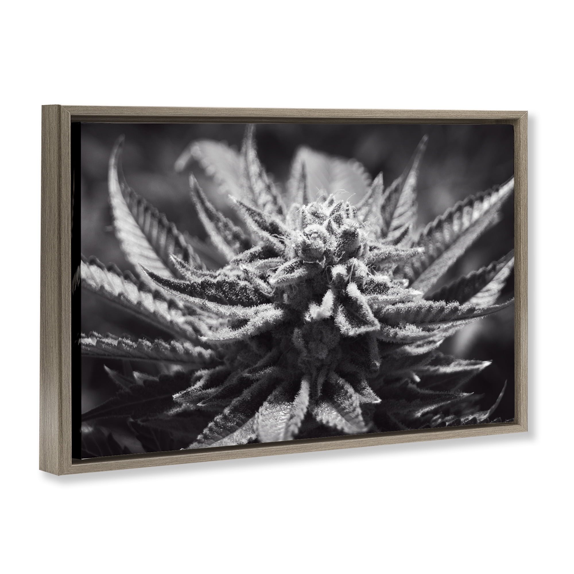 Stupell Industries Monochrome Cannabis Flower Plants & Flowers Painting Brown Floater Framed Canvas Art Print Wall Art, 31 x 21