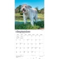 thumbnail image 4 of Goldendoodles | 2027 12x24" (Hanging) Wall Calendar | Plastic-Free | BrownTrout, 4 of 9