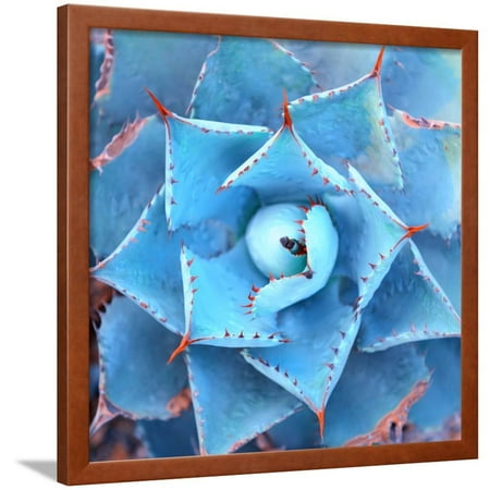Sharp Pointed Agave Plant Leaves Framed Print Wall Art By
