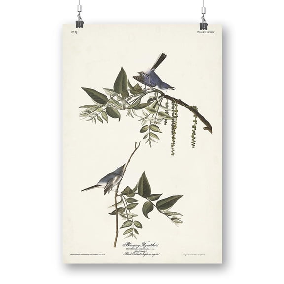 Bluegrey Flycatcher Poster - John James Audubon Designs,