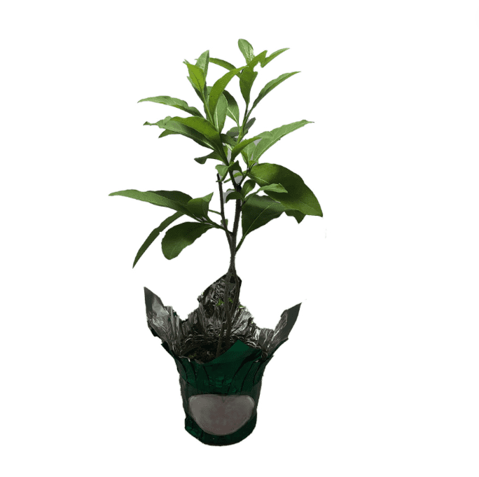 Orange Zest Live Plant for Planting, Rare Night-Blooming Jasmine Cestrum Aurantiacum Plant Jasmine Flower Plant, 4 to 6 Inch Tall, Ship No Pot