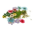 thumbnail image 1 of Flores Secas Prensadas Naturales Macarena 30 Piezas Mix1, 1 of 8