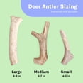 thumbnail image 7 of Small Whole Premium Wild Deer Antler Bone for Dogs by Good Trouble Pets, 7 of 7