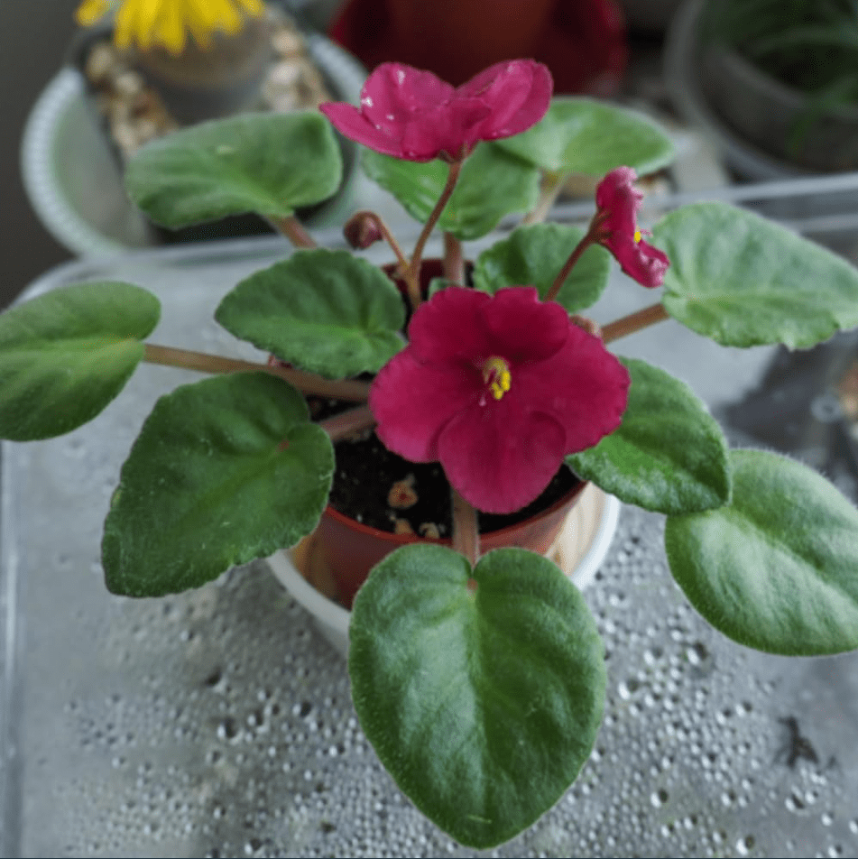 Burgundy Red Africa Violets Live Plant for Planting Indoor Outdoor, Red Blooming Violet, Africa Violet Flowers, 4"Pot