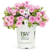 Angle View: Proven Winners 2.5QT Multicolor Petunia Live Plants with Grower Pot