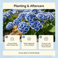 thumbnail image 4 of Hydrangea Shrub, Shade Plant for Gardens-Easy Grow-Low Maintenance-Ideal for Beds Borders, Plant Pots & Planters, 4 of 5