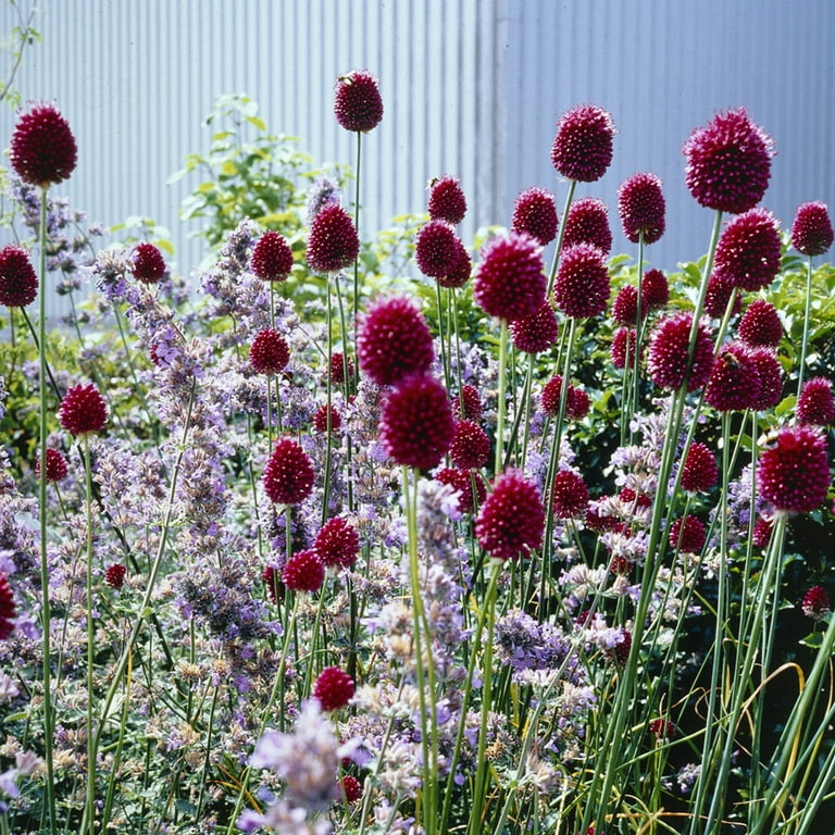 ［新品］SLOTHREAT Allium Allium Schubertii Set of 3 Bulbs - 9214583 | HSN