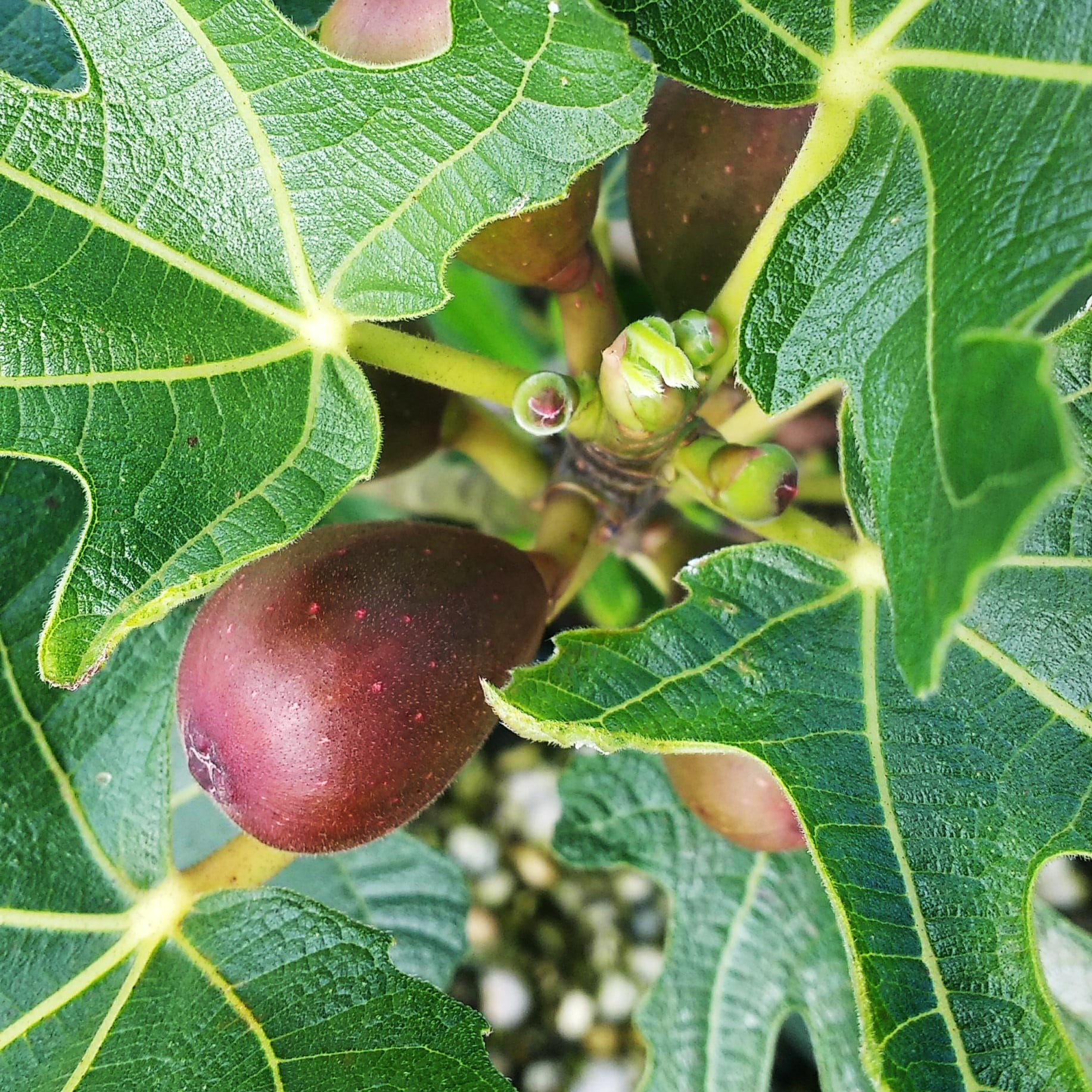 Southern Living Plant Collection Little Miss Figgy Fig Plant - Thumbnail 4