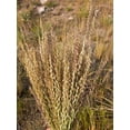 thumbnail image 3 of 100 MESQUITE / SIDEOATS GRASS Ornamental Bouteloua Curtipendula Seeds, 3 of 6