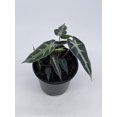 thumbnail image 2 of Bubbleblooms Alocasia Kris Plant- Sanderiana, 4 Inch Pot, Abundant Foliage, 2 of 8