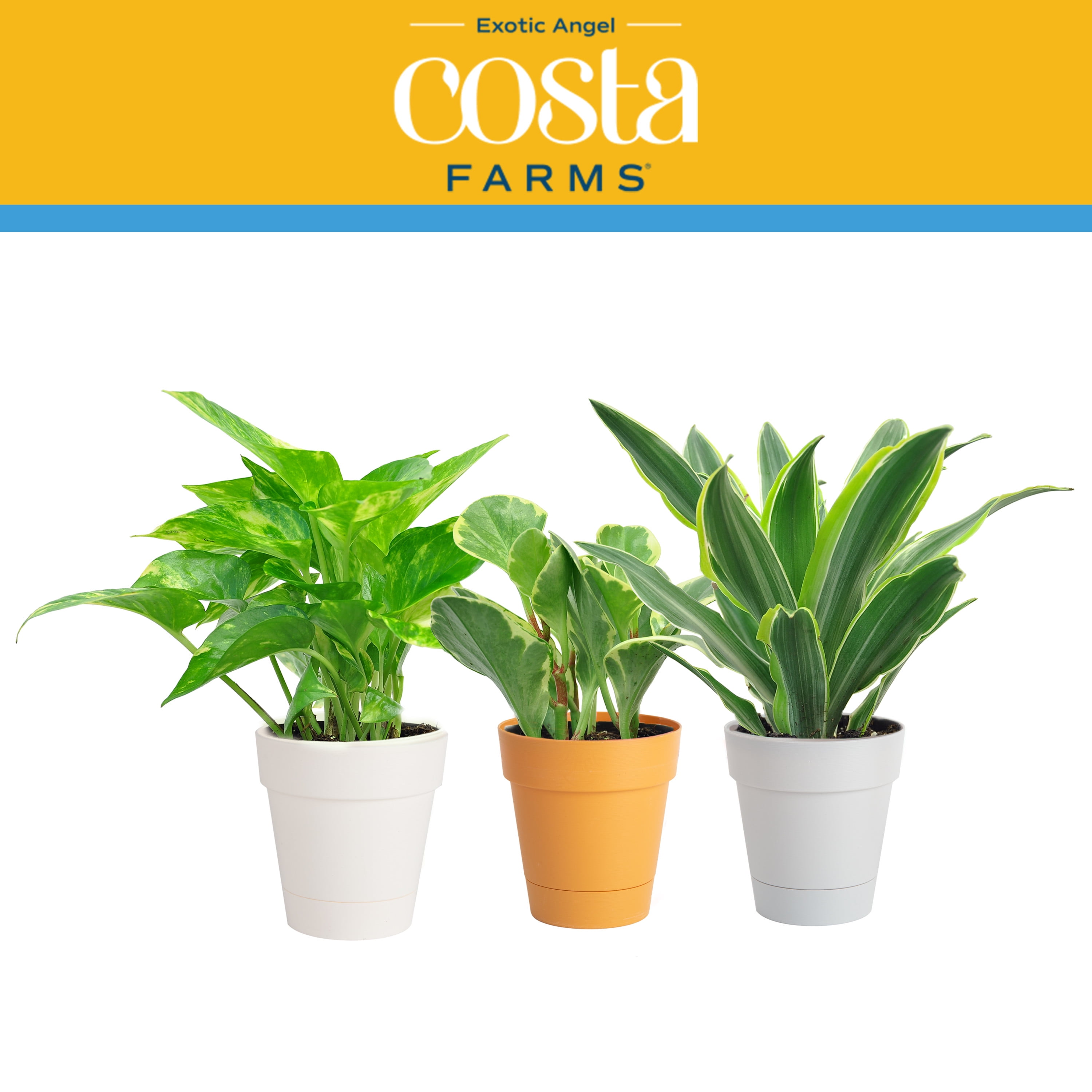 Costa Farms Exotic Angel Plants Live Indoor 8in. Tall Green Assorted