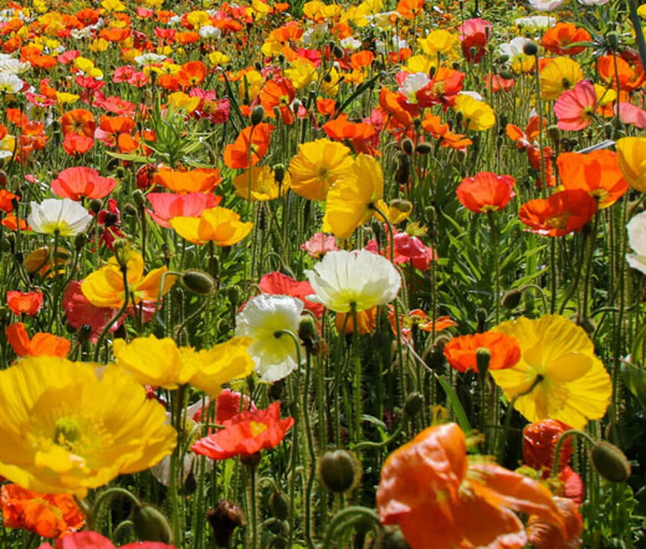 1000+ Iceland Poppy Flower Seeds