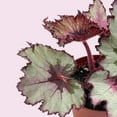 thumbnail image 5 of Harmony's Ghost Whisperer, Begonia Rex, 4 inch Painted-Leaf Winter Begonia, Variegated, 5 of 9