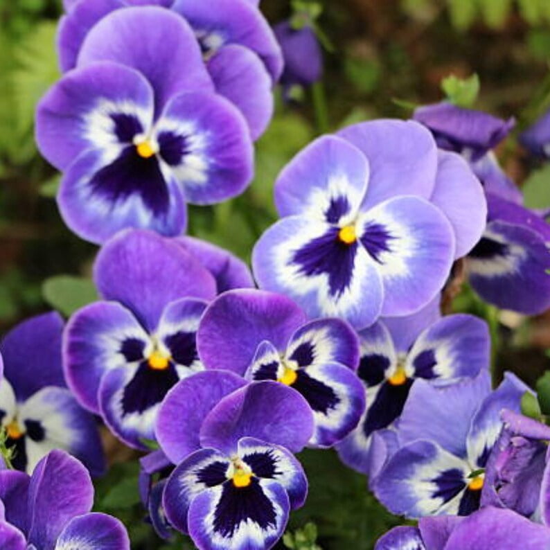 25 Purple Violet Pansy Viola Seeds - Cold and Draft Resistant - Open and Self-Pollinating - Ideal for Late Summer or Spring Planting
