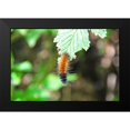 thumbnail image 2 of Thomas, Logan 14x11 Black Modern Framed Museum Art Print Titled - Caterpillar on Leaf I, 2 of 5