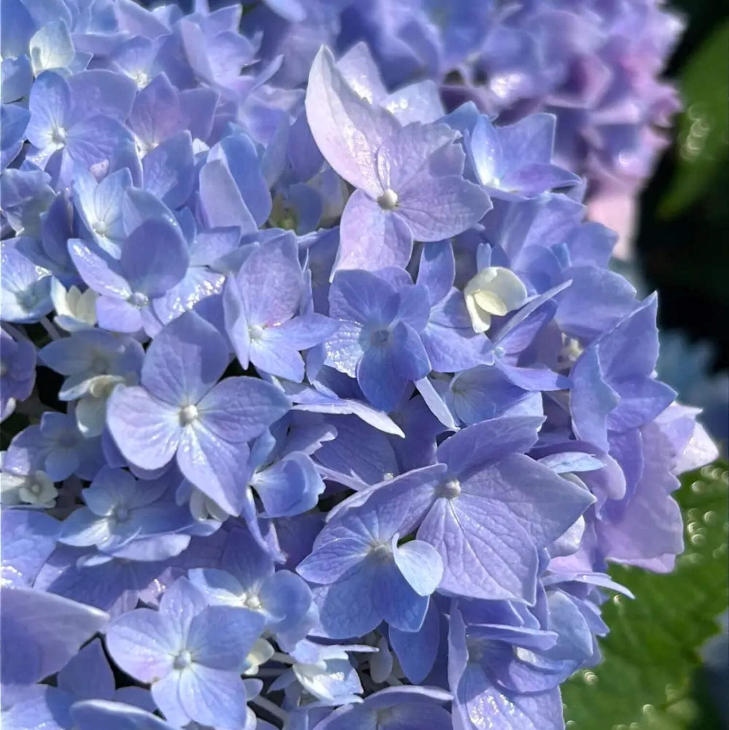 Van Zyverden Hydrangea Nikko Blue 4