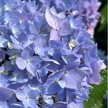 Azure Skies™ Hydrangea - Hydrangea macrophylla 'COF HM1