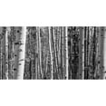 thumbnail image 3 of Urquhart, Elizabeth 24x14 Black Modern Framed Museum Art Print Titled - Aspen Grove, 3 of 5