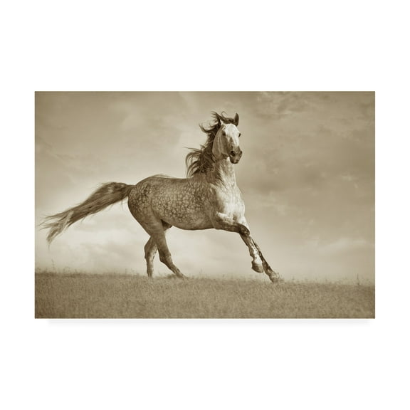 Trademark Fine Art 'Like the Wind' Canvas Art by Lisa Dearin