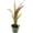 Casa Blanca, variant on ragnaroc Live Plants – Bromeliad Billbergia Darth Vader, 8-12" in 4" Pot - 1ct - Live Arrival Guaranteed - House Plants for Home Decor & Gift