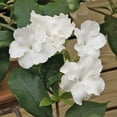 thumbnail image 3 of Lady of The Night  20 Live Plants  Brunfelsia Americana Nitida  Fragrant Tropical Bloomer  Perfect for Evening Gardens, 3 of 9