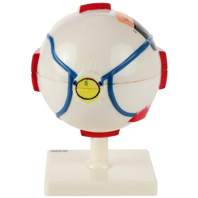 Eyeball 4D Anatomy Model – Exploratorium