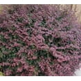 thumbnail image 5 of Ruby Loropetalum ( chinese fringe ) - Starter Plant ( 4m ) ( 1 live plant ), 5 of 6