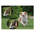 thumbnail image 1 of 4pcs/set Dog Paw Protection Pads Anti Slip Pet Paw Protector Self Adhesive Dog Paw Stickers, 1 of 5