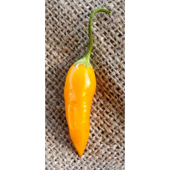 Aji Habanero Heirloom Pepper Premium Seeds Packet