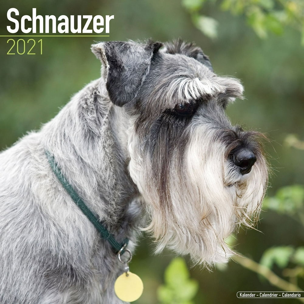Schnauzer (Euro) Calendar 2021 Schnauzer Dog Breed Calendar