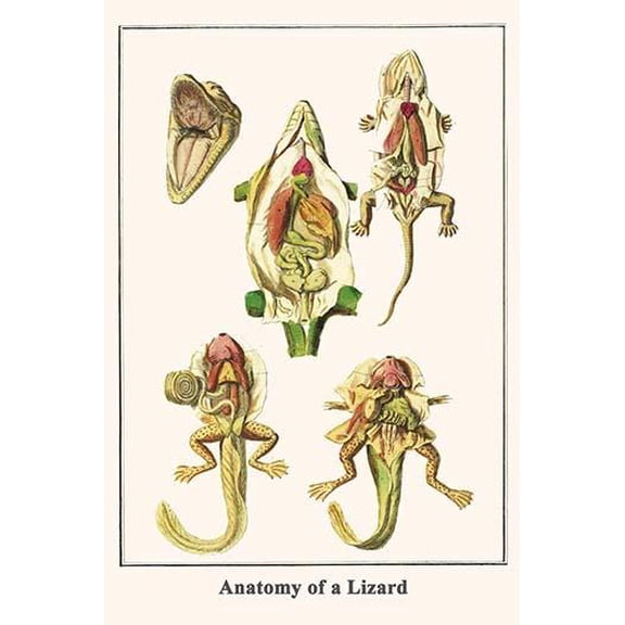 Anatomy of a Lizard-Fine Art Canvas Print (20" x 30")