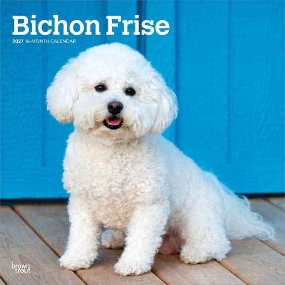 Bichon Frise | 2027 12x24" (Hanging) Wall Calendar | Plastic-Free | BrownTrout