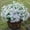 White, variant on HAWEE Artificial Faux Plants Flowers Outdoor Spring Decoration, 12 Bundles Fake Silk Colorful Daisy Eucalyptus Realistic UV Resistant for Outside Home Planter Porch Patio Window Yard Decor
