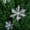 E, variant on OAVQHLG3B 2.3 inches Large Silver Snowflakes Ornaments 6 Pack Big Plastic Glitter Snowflake Ornaments for Christmas Tree Winter Indoor Outdoor Window Giant Craft Hanging Snowflakes Decorations