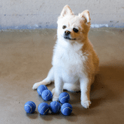 Midlee 12-Piece Happy Birthday Tennis Balls Dog Toys, Blue, Small