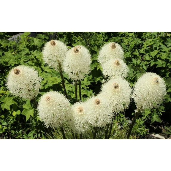 Boobie Grass Seeds for Planting (50 Seeds) - Exotic Flowering Grass Seeds