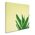 thumbnail image 2 of Trademark Fine Art 'Succulent Simplicity VI' Canvas Art by Felicity Bradley, 2 of 3