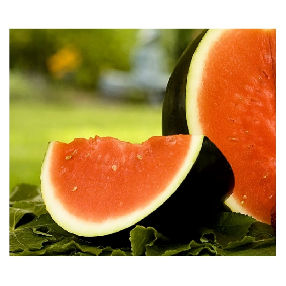 25 Sugar Baby Watermelon NONGMO Fresh Heirloom Garden Seeds