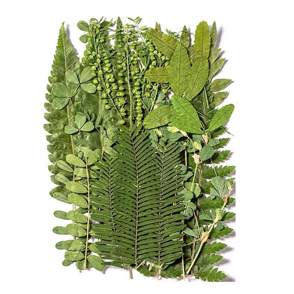 LAIQIEN 35Pcs Natural Pressed Dried Leaves For Candle Making Jewelry Making Art Craft