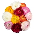 thumbnail image 2 of Assorted Colors Ranunculus - 30 Farm Direct Fresh Cut Flowers - 60 Stems - Ranunculus - by Bloomingmore, 2 of 8