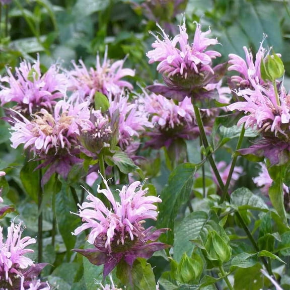 Wild Bergamot (Monarda fistulosa) Bee Balm - 250 Seeds - Native Wildflower, Attracts Pollinators, Non-GMO Seeds