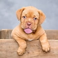 thumbnail image 5 of Durable Interactive Dog Chew Toy For Aggressive Chewers Long Lasting Bone Design Pet Teeth Cleaning Puppy Teething Training Aid For All Size Dogs, 5 of 5