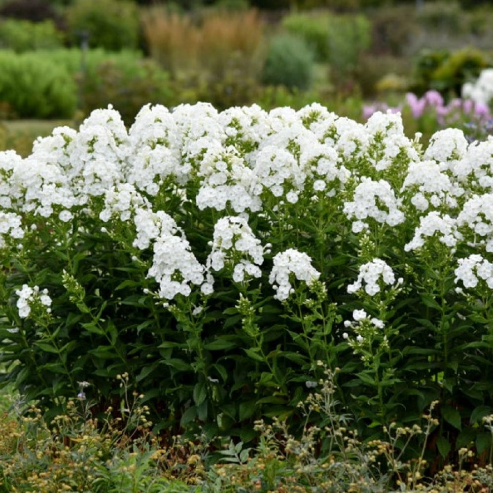 Proven Winners 12" White Luminary 'Backlight' Tall Garden Phlox (Phlox paniculata) Perennial Live Plant in 7.13" Pot