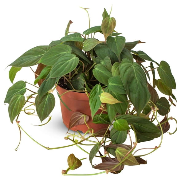 Philodendron Velvet Live Plant for Indoor | Different Houseplants in 4'' & 6'' Pot | Real House Plant for Living Room, Office & Bathroom | Micans Heart-Leaf | Sweetheart Hederaceum