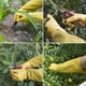 thumbnail image 3 of Leather Gardening Gloves with Forearm Protection, Brown Zefei Wu 1327537073758, 3 of 5