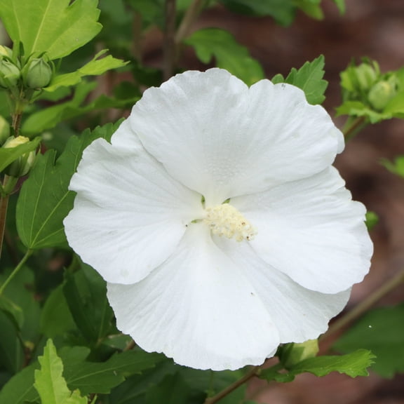 Proven Winners ColorChoice 6" Paraplu Pure White Rose of Sharon Live Plant in 7.5" Pot